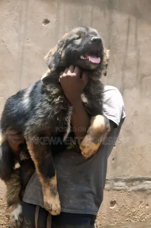 1-3 months Male Purebred Caucasian Shepherd