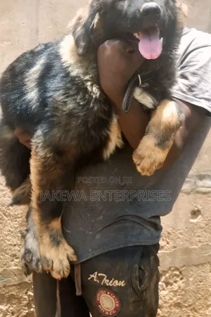 1-3 months Male Purebred Caucasian Shepherd