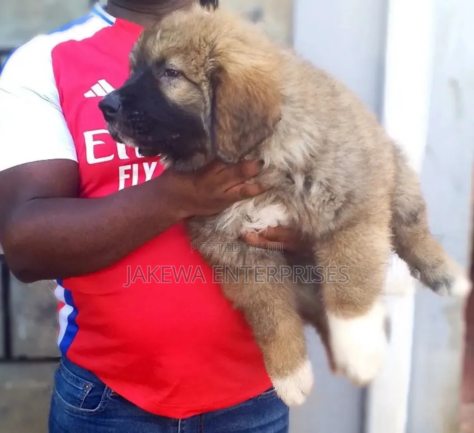 1-3 months Male Purebred Caucasian Shepherd