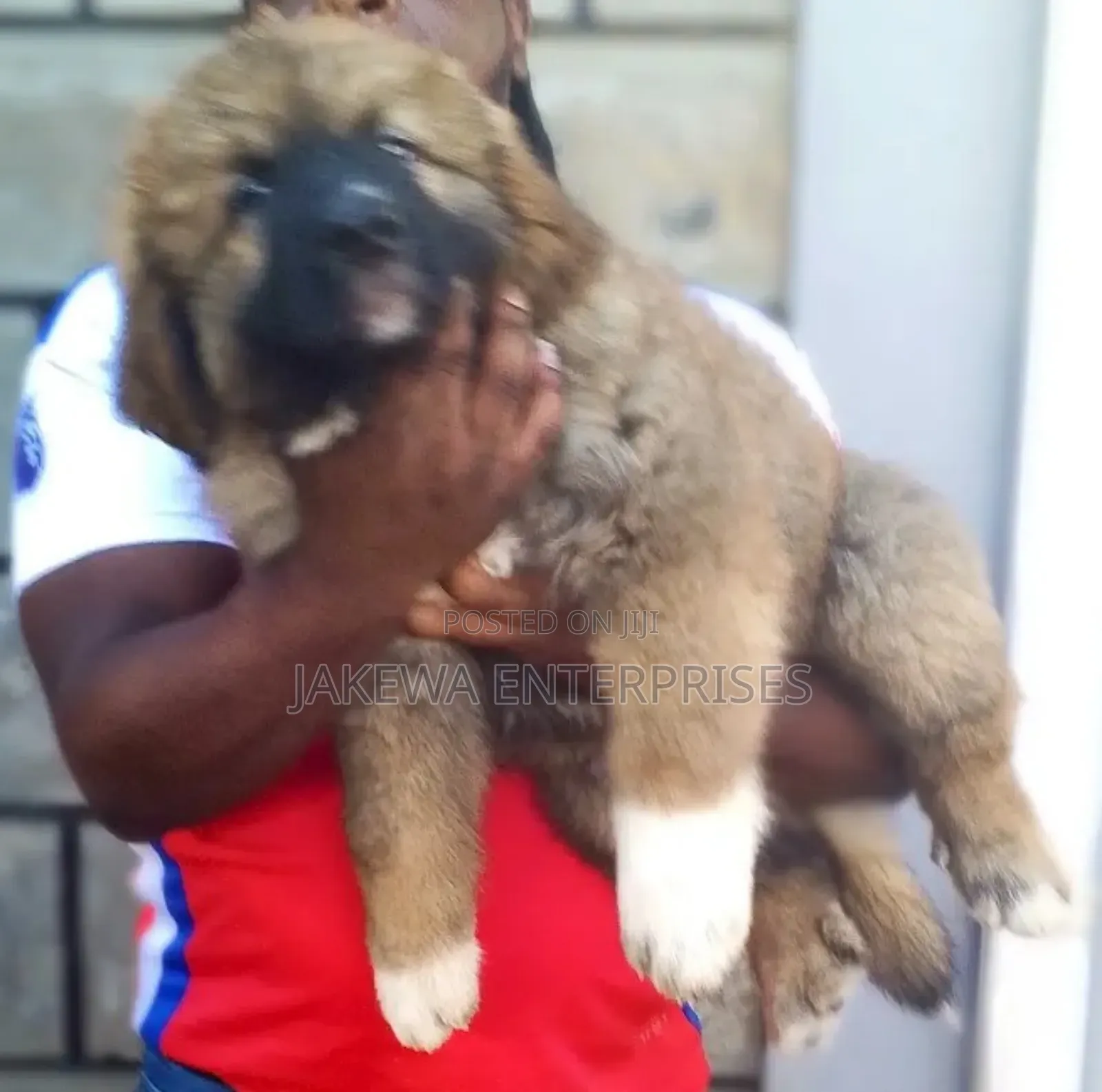 1-3 months Male Purebred Caucasian Shepherd