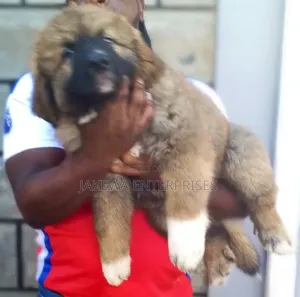 1-3 months Male Purebred Caucasian Shepherd