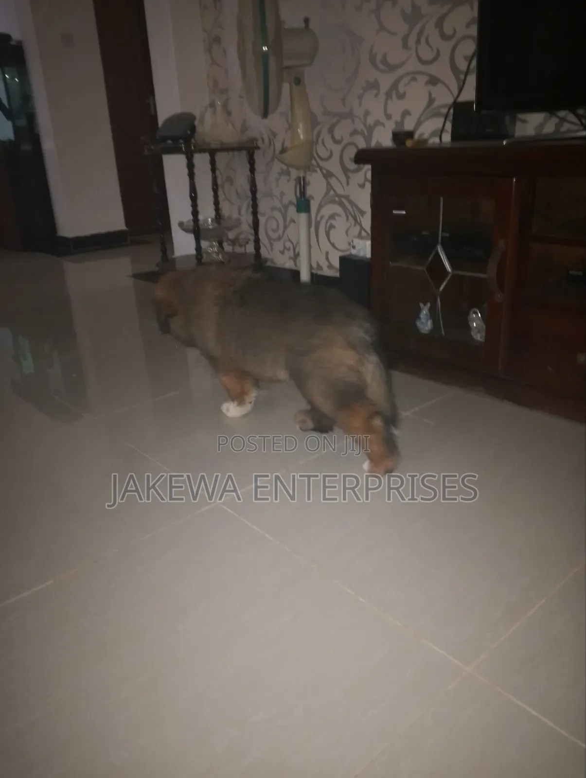 1-3 months Male Purebred Caucasian Shepherd
