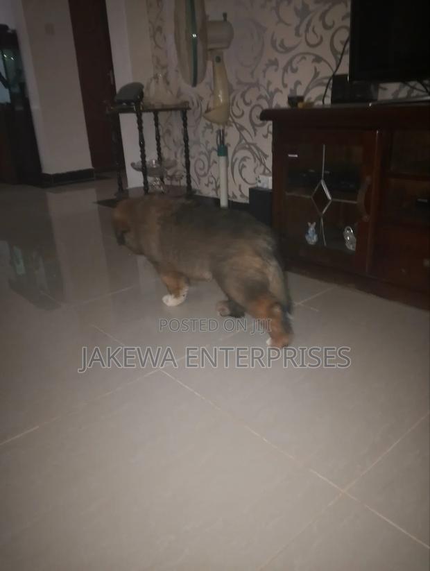 1-3 months Male Purebred Caucasian Shepherd - thumbnail 6