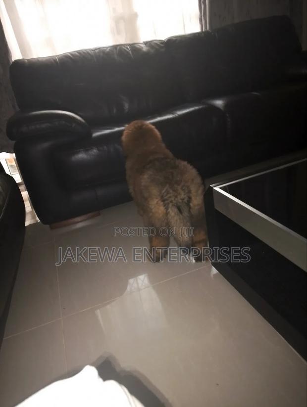 1-3 months Male Purebred Caucasian Shepherd - thumbnail 4