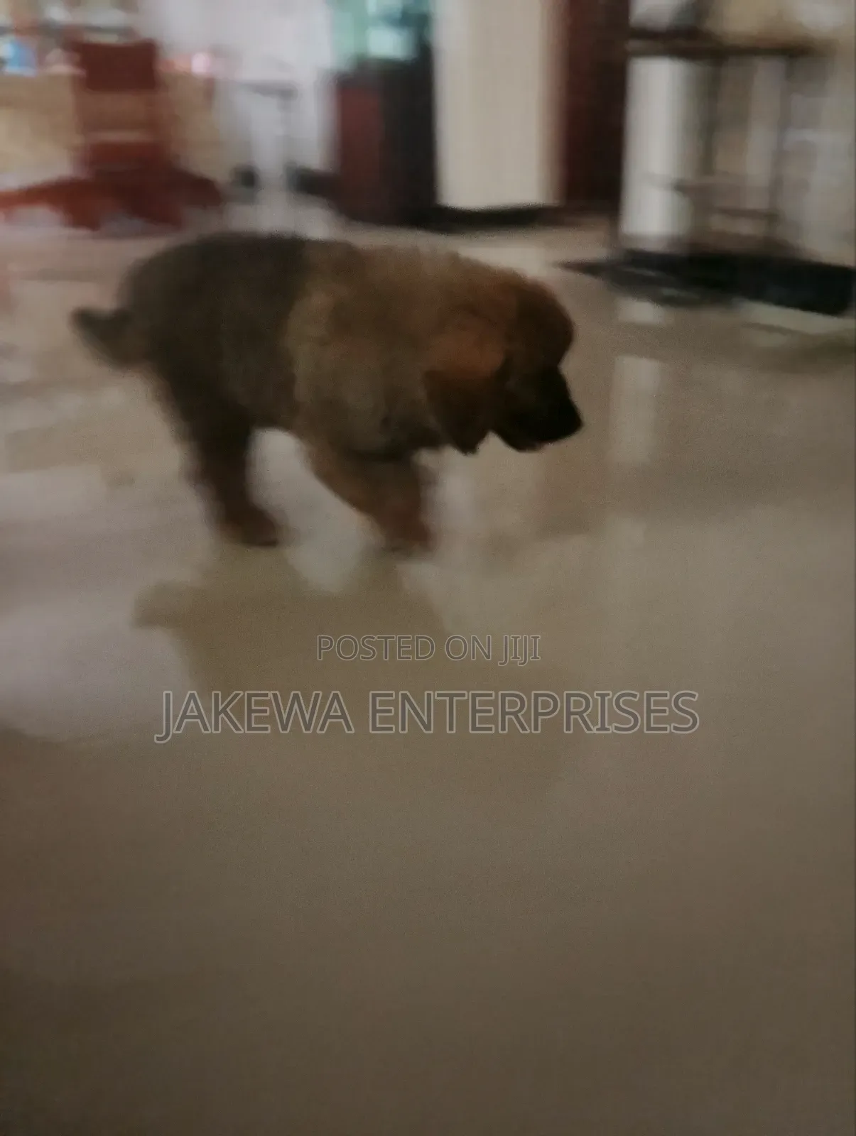 1-3 months Male Purebred Caucasian Shepherd