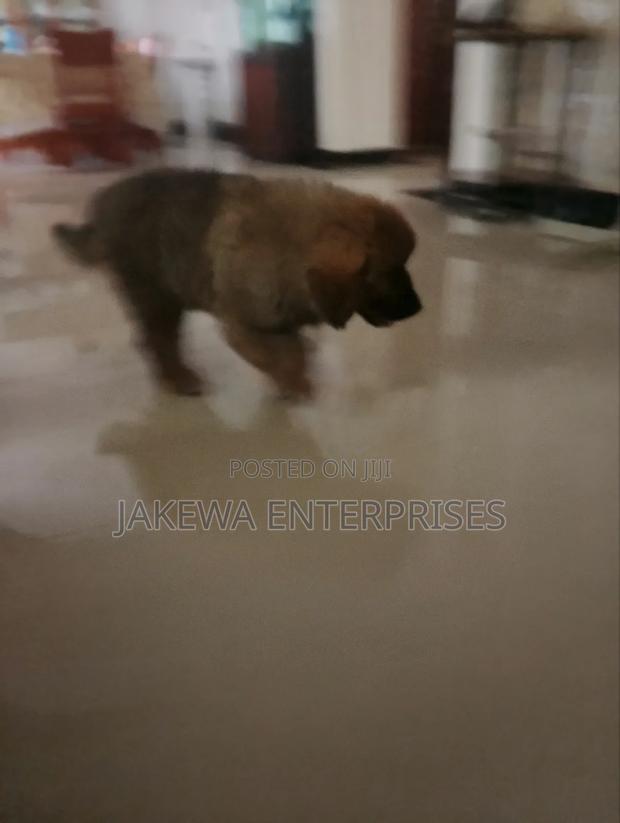 1-3 months Male Purebred Caucasian Shepherd - thumbnail 5