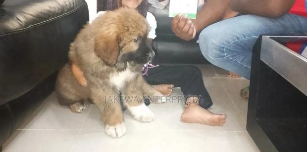 1-3 months Male Purebred Caucasian Shepherd - thumbnail 2