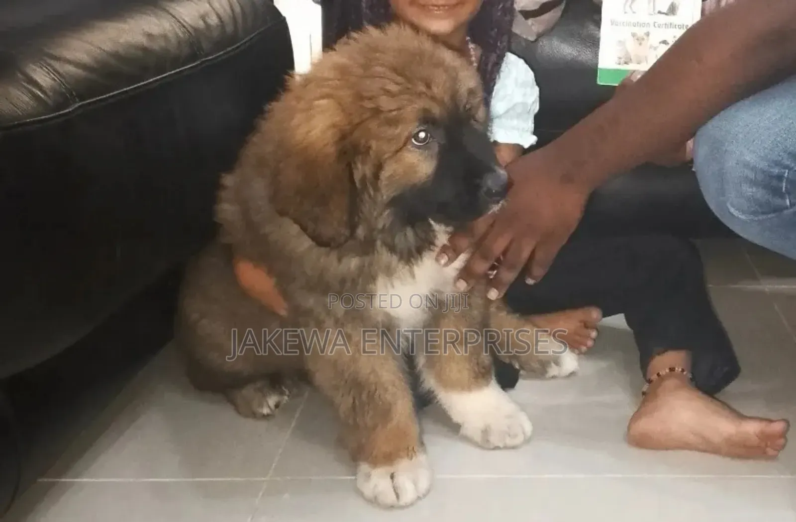 1-3 months Male Purebred Caucasian Shepherd