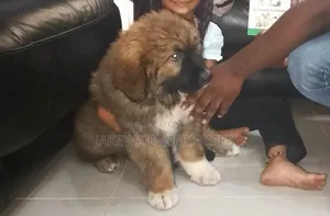 1-3 months Male Purebred Caucasian Shepherd