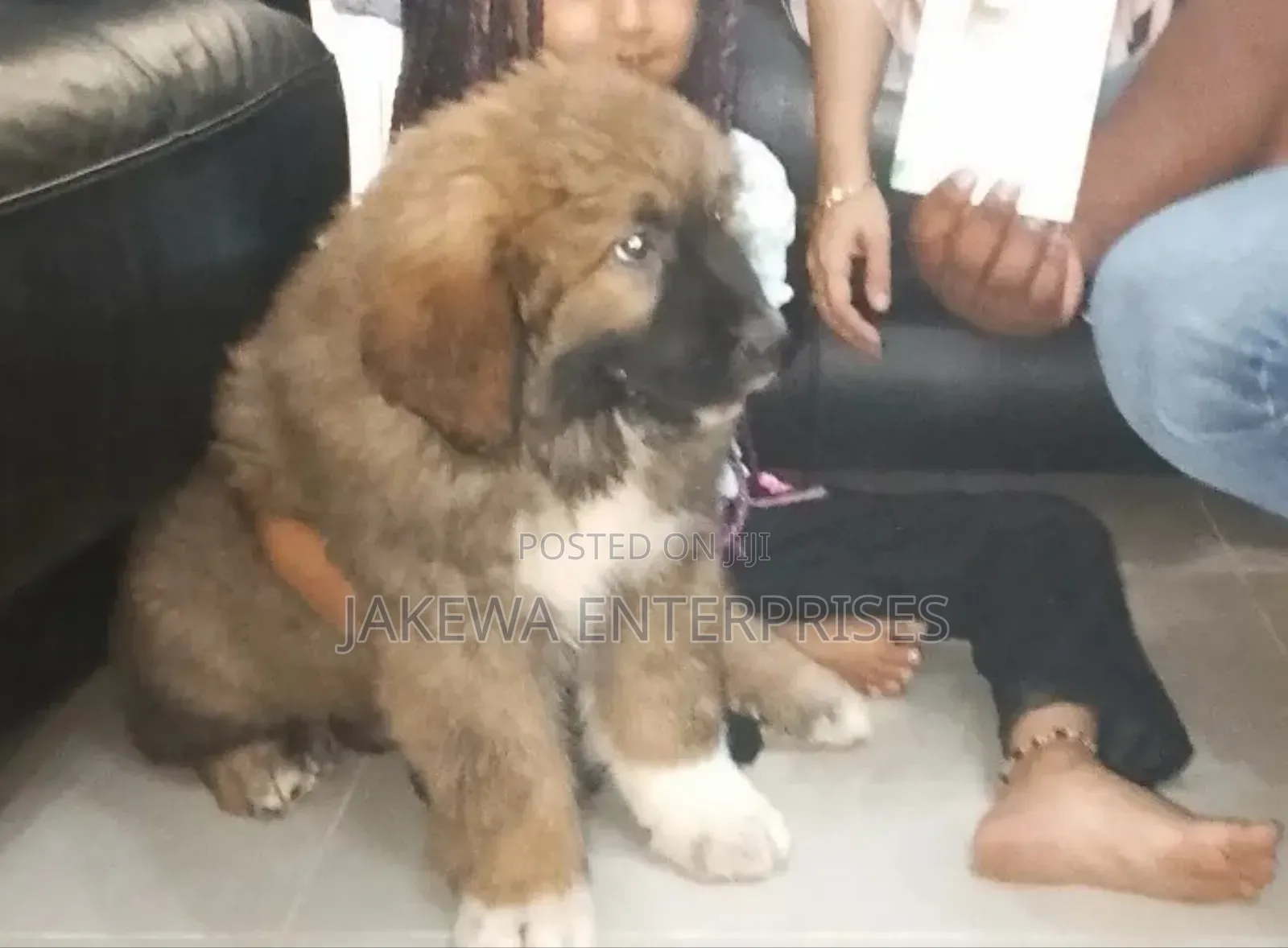 1-3 months Male Purebred Caucasian Shepherd