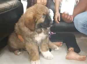 1-3 months Male Purebred Caucasian Shepherd