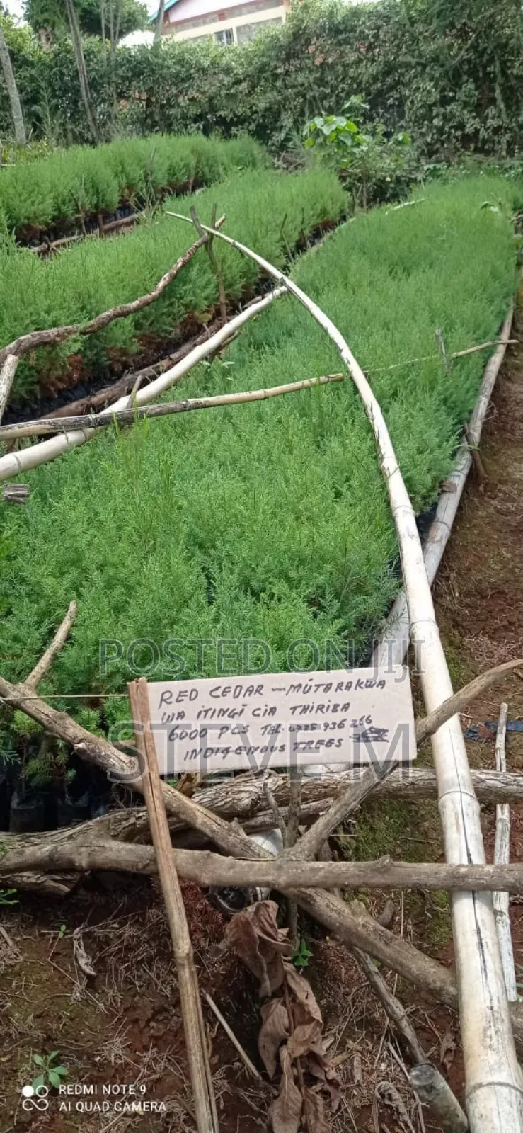 Podo Cyprus Indegeneus Seedlings
