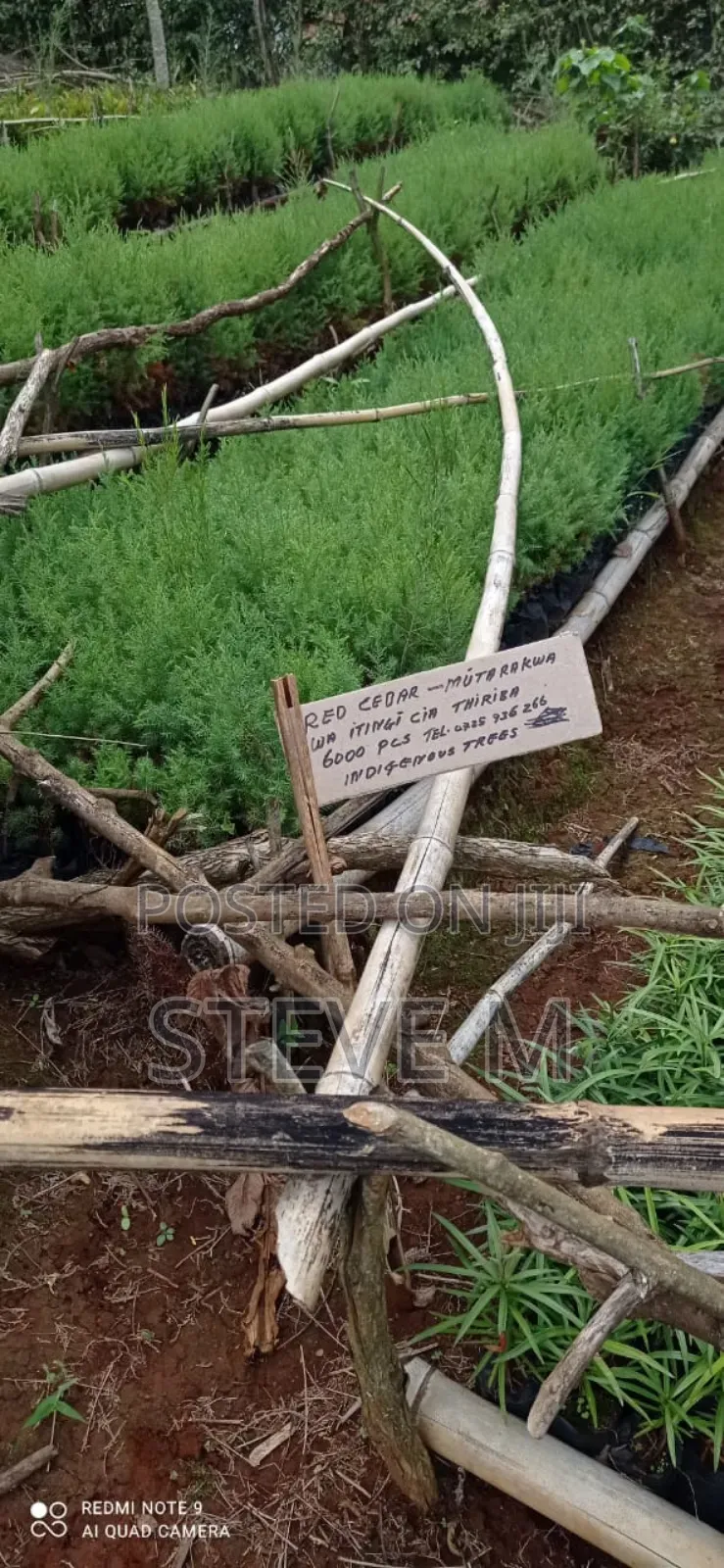 Podo Cyprus Indegeneus Seedlings