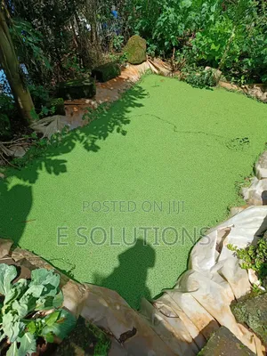 Super Azolla 1kg- Big Leaf (Premium Quality)