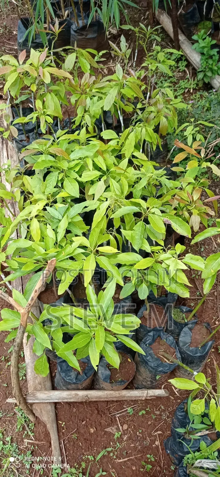 Hass Ovacado Seedlings
