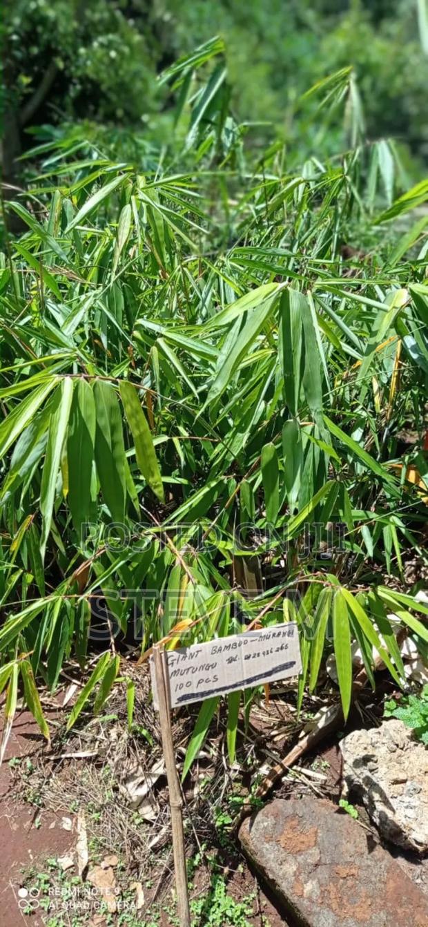 Giant Bamboo Tree Seedling for Planting 450 Eac - main view