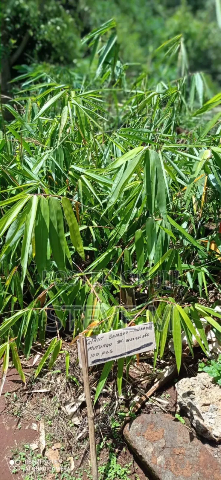 Giant Bamboo Tree Seedling for Planting 450 Eac