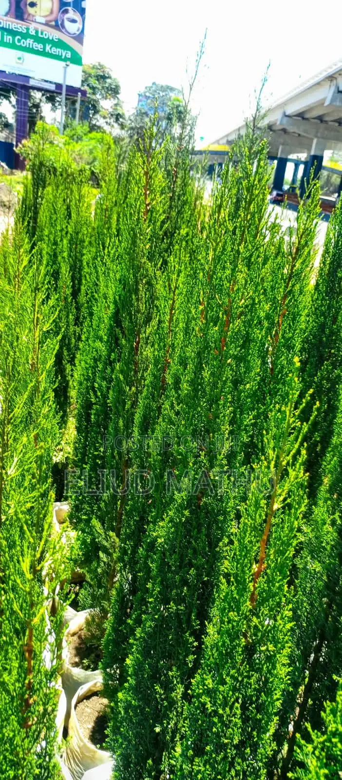 Chrismas Tree (North Texas Trees)