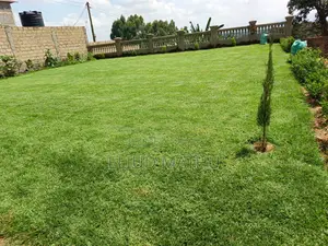 Kikuyu Grass 50 Kg Sack
