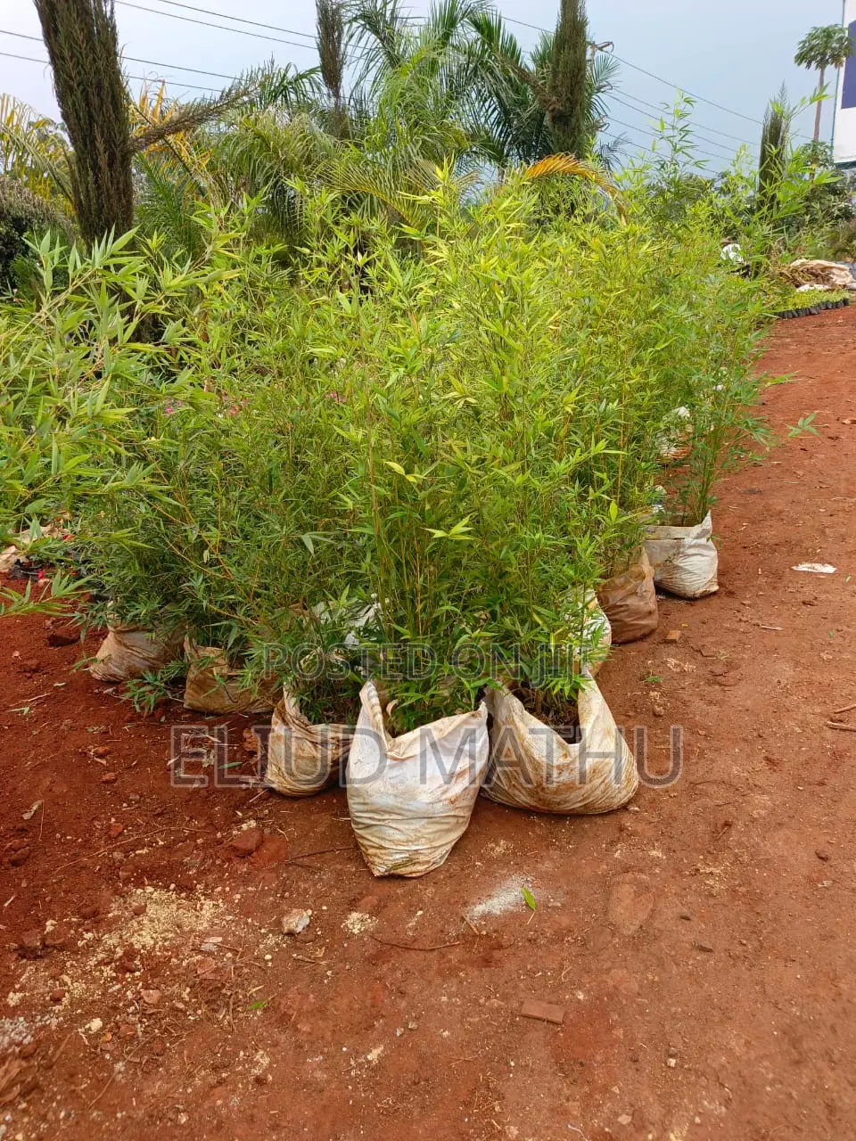 Fargesia Bamboo Plant
