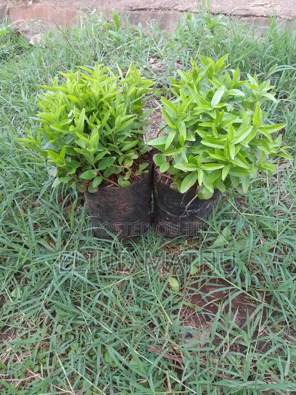 Kei Apple (Kaeyaba)