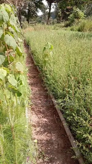 Cypress ,Pine,Blue Gum Seedlings Available