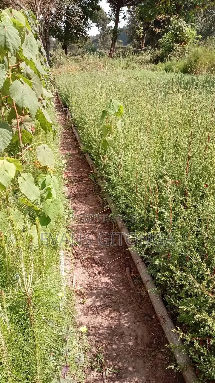 Cypress ,Pine,Blue Gum Seedlings Available