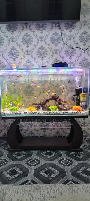 Ready Made Aquarium - thumbnail 2