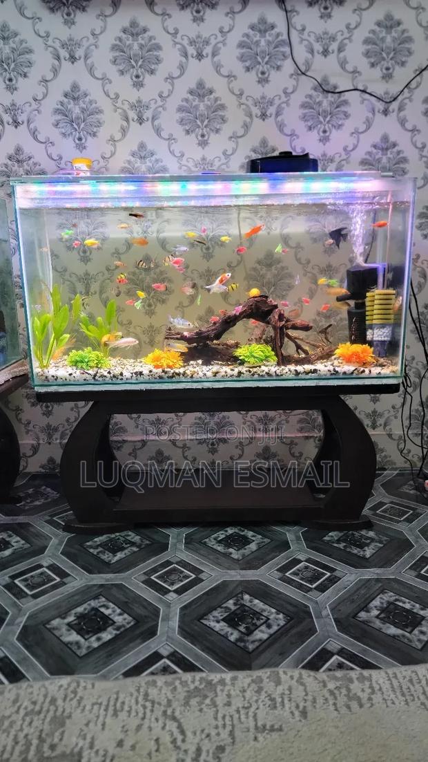 Ready Made Aquarium - thumbnail 3