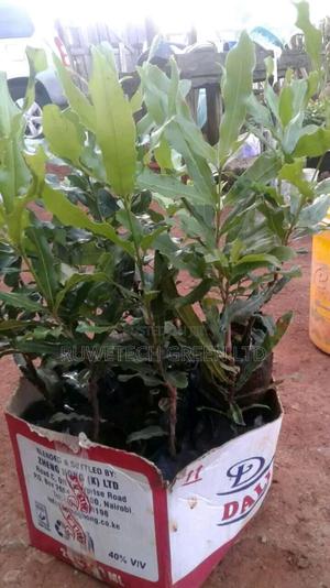 Grafted Muranga 20 Macadamia - main view