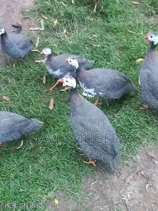 Mature Guinea Fowls Available - main view