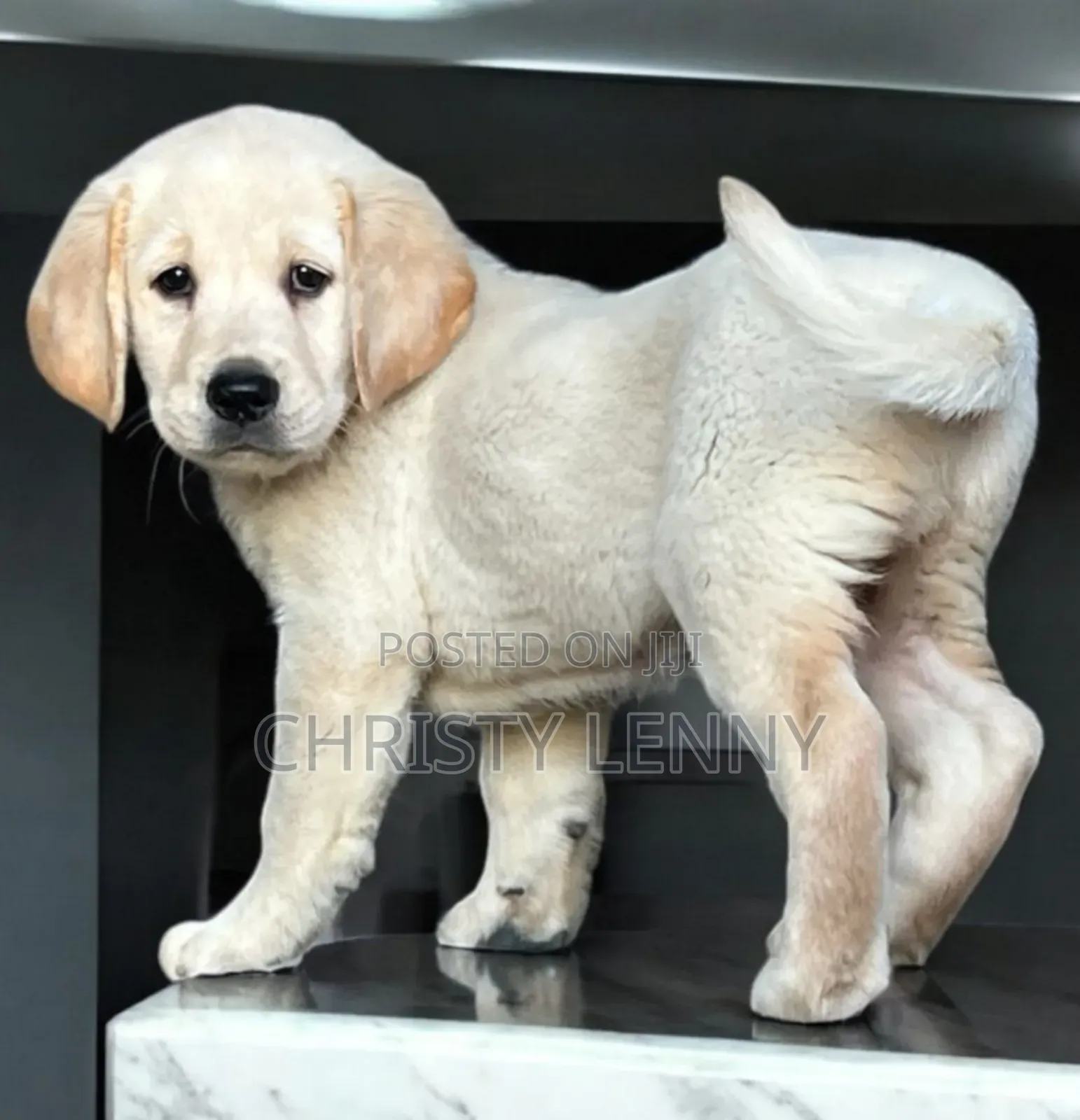 1-3 months Male Purebred Labrador Retriever