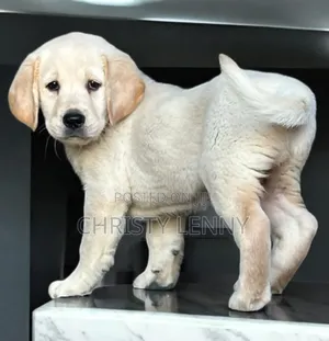 1-3 months Male Purebred Labrador Retriever