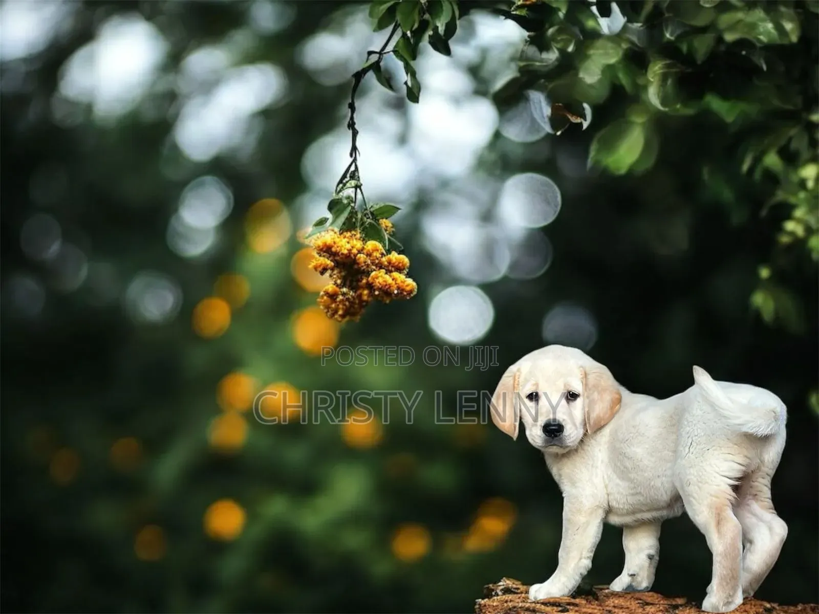 1-3 months Male Purebred Labrador Retriever