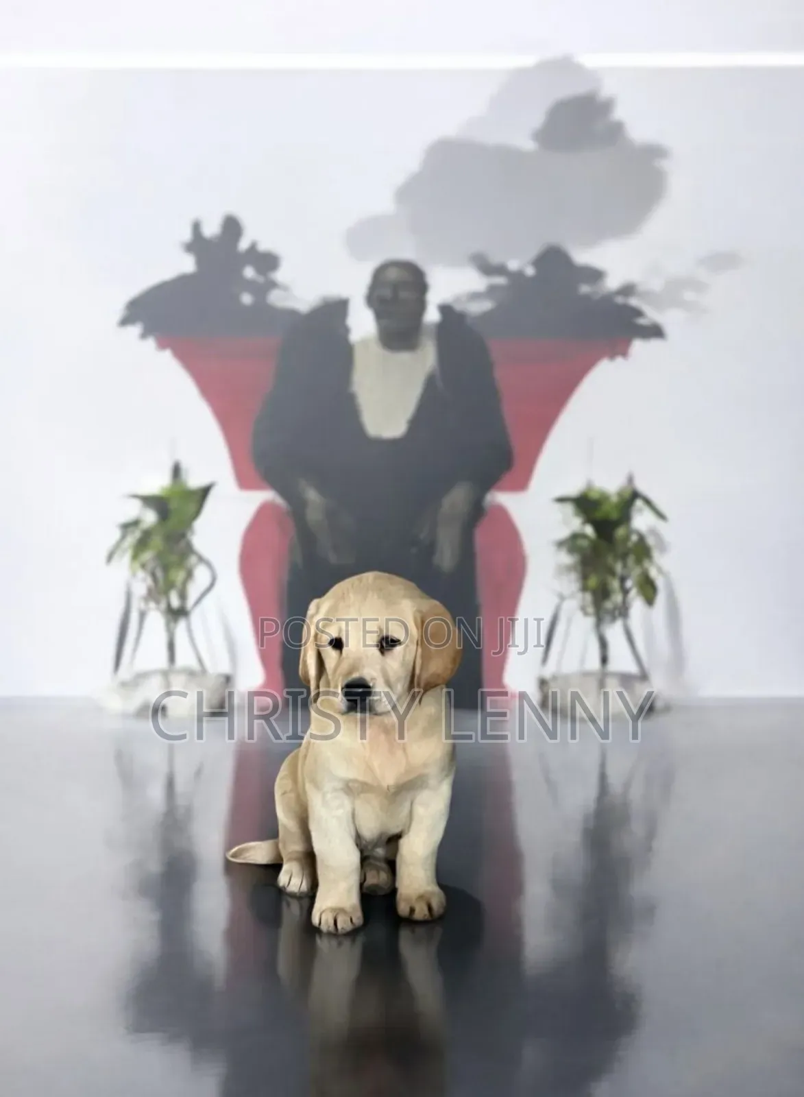 1-3 months Male Purebred Labrador Retriever
