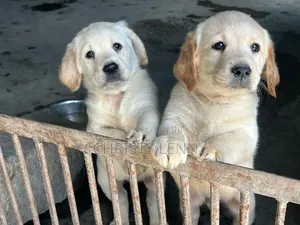 1-3 months Male Purebred Labrador Retriever