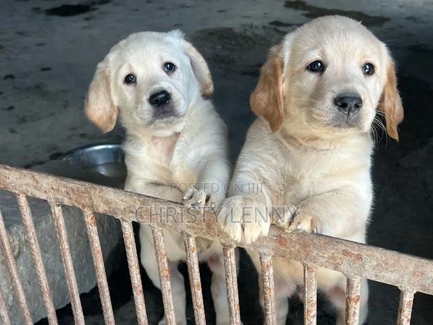 1-3 months Male Purebred Labrador Retriever - main view