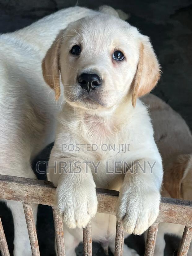 1-3 months Male Purebred Labrador Retriever - thumbnail 3