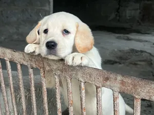 1-3 months Male Purebred Labrador Retriever