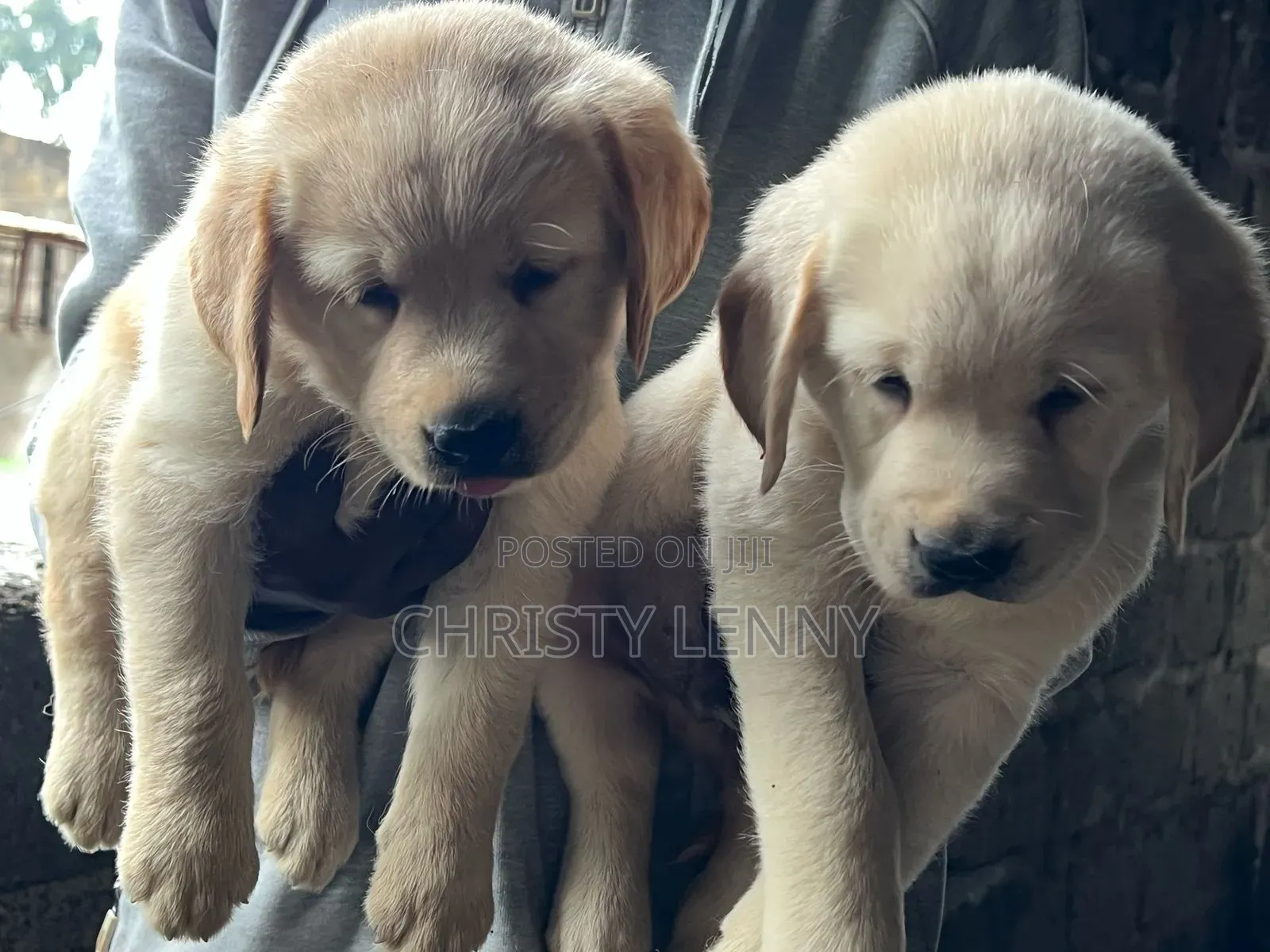 1-3 months Male Purebred Labrador Retriever