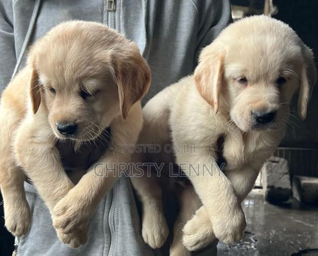 1-3 months Male Purebred Labrador Retriever - thumbnail 9