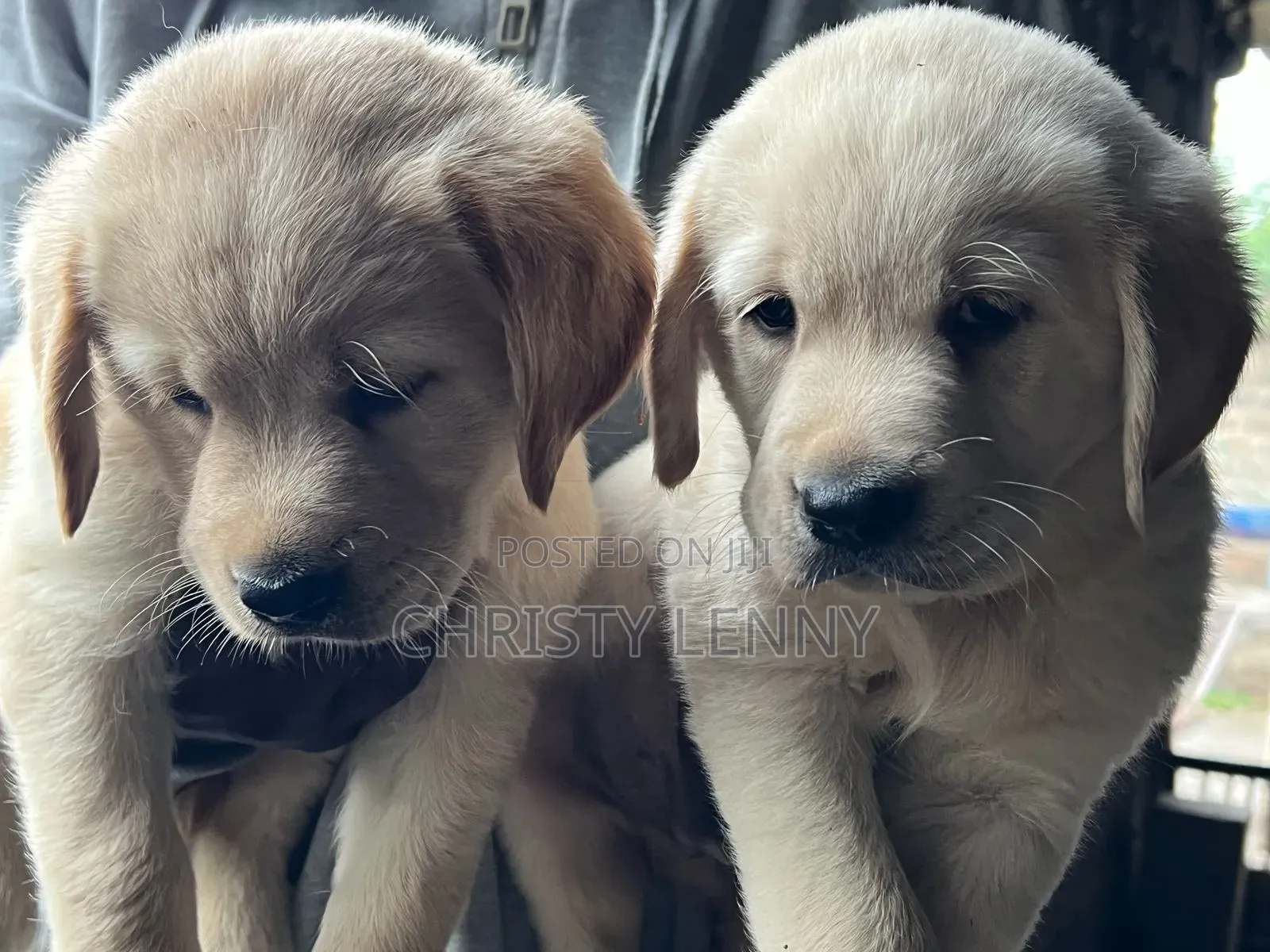 1-3 months Male Purebred Labrador Retriever