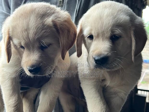1-3 months Male Purebred Labrador Retriever - thumbnail 10