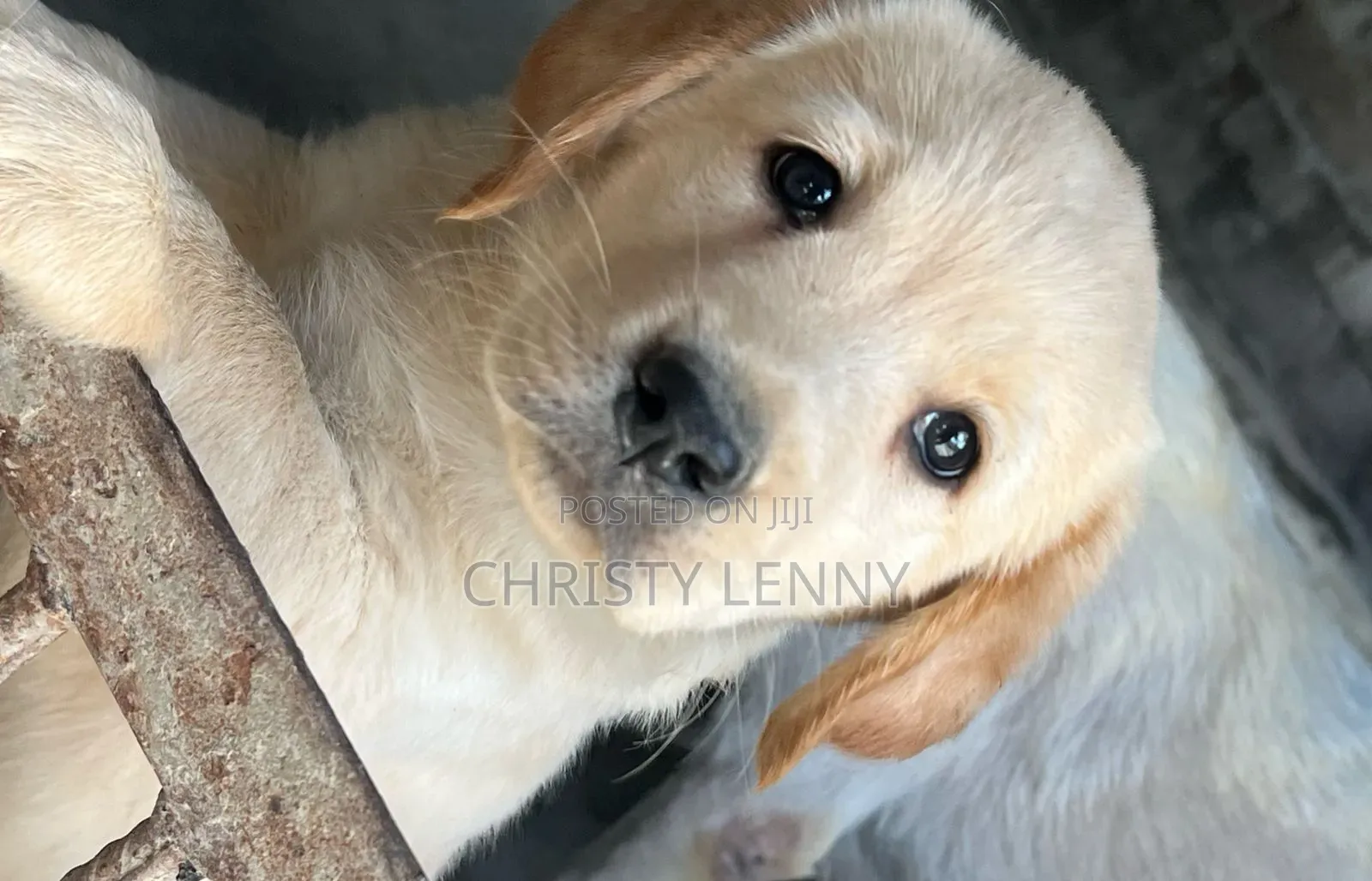 1-3 months Male Purebred Labrador Retriever