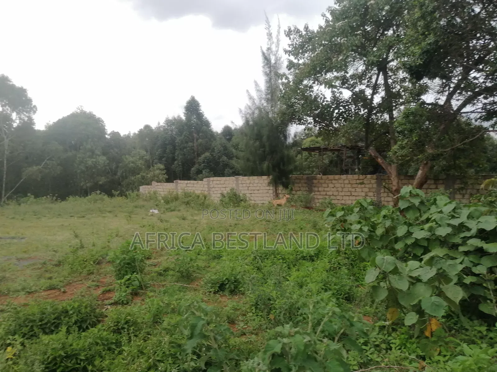 100x100 Plot for Sale in Kikuyu Thigio
