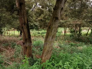 100x100 Residential Plot for Sale in Kikuyu Gikambura