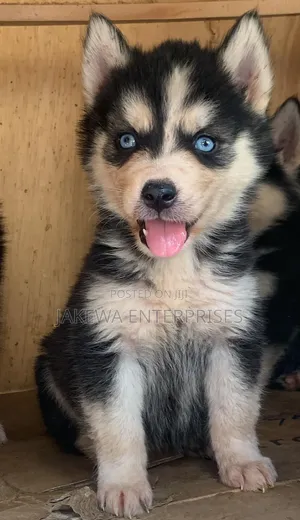 1-3 months Male Purebred Siberian Husky