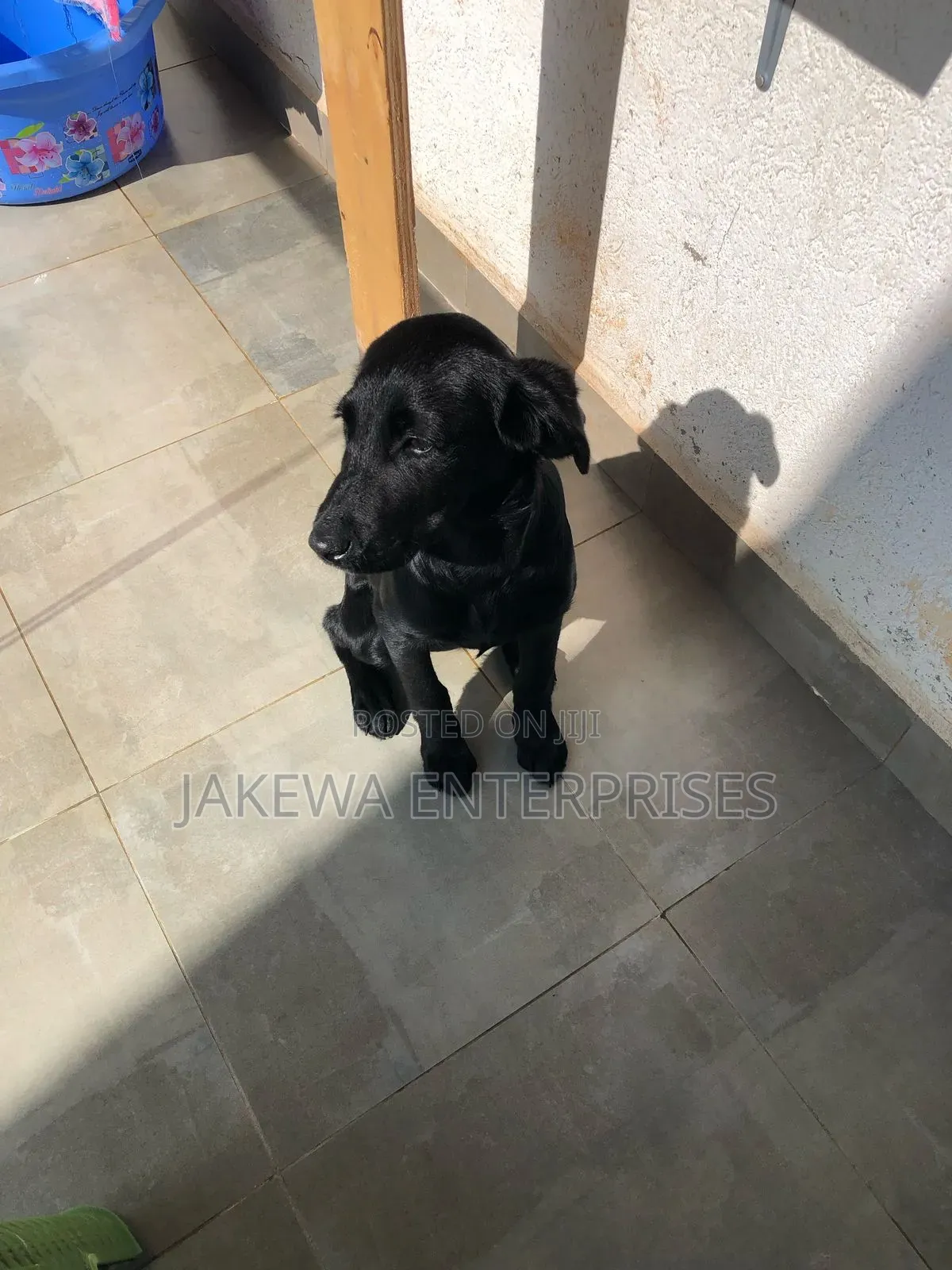 1-3 months Female Purebred Labrador Retriever