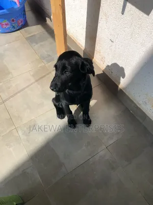 1-3 months Female Purebred Labrador Retriever