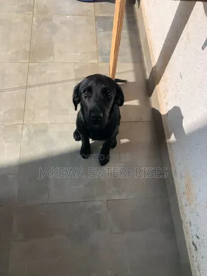 1-3 months Female Purebred Labrador Retriever